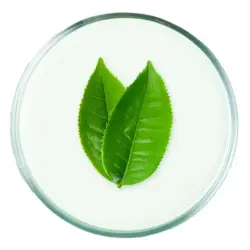 ceai verde ceai verde