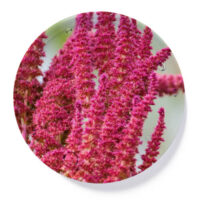 Ulei de Amarant Ulei de Amarant