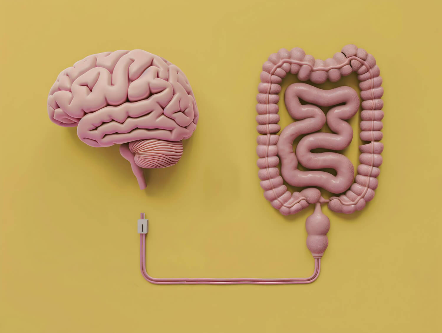 sistem digestiv si creier sistem digestiv si creier