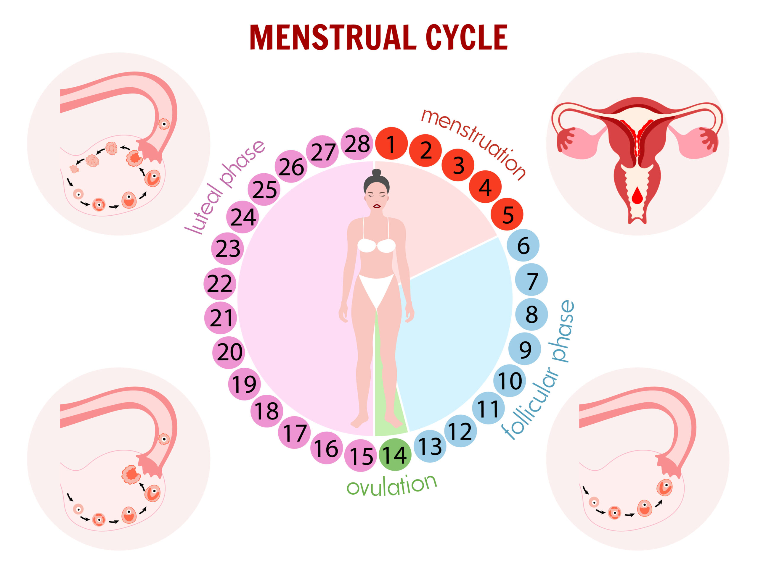 efectele ciclului menstrual efectele ciclului menstrual